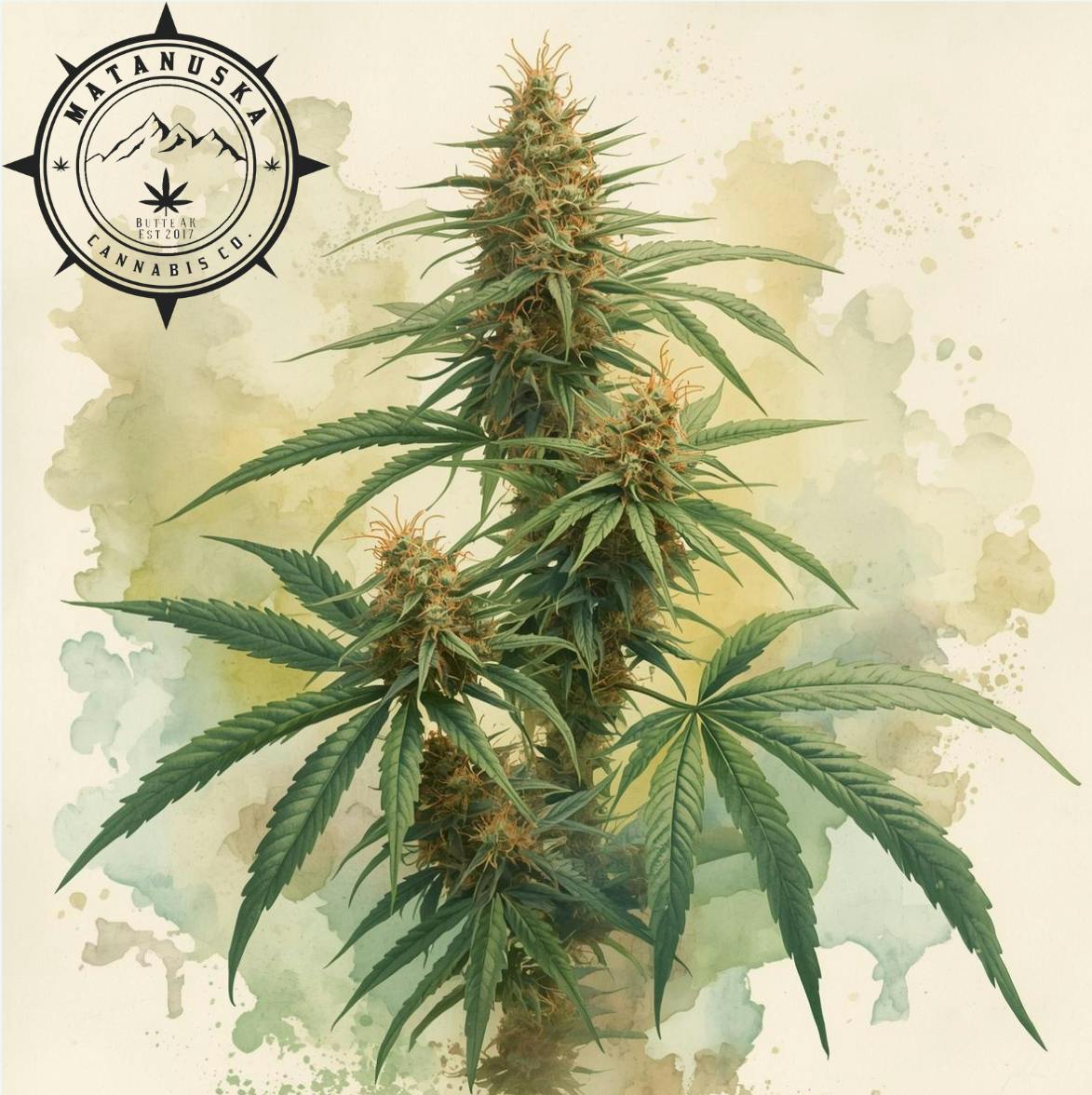 Jack Herer (S) Flower A.B.