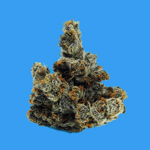 BUOYANT BOB PRE-PACK FLOWER WINTER SUNSET #4 (I/H) 3.5G