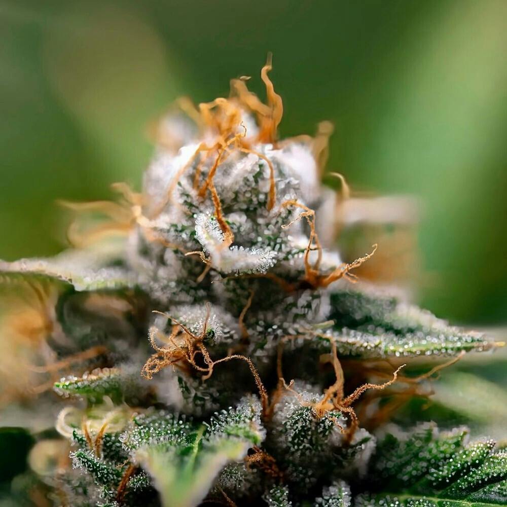 517 Premier Cannabis Zush Jar