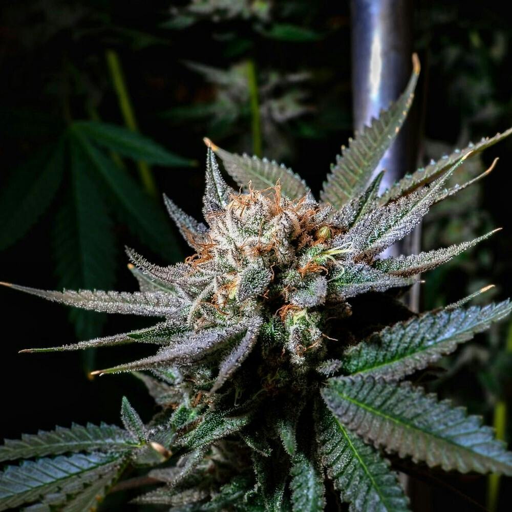 Hempire | Rainbow Kotton Kandy