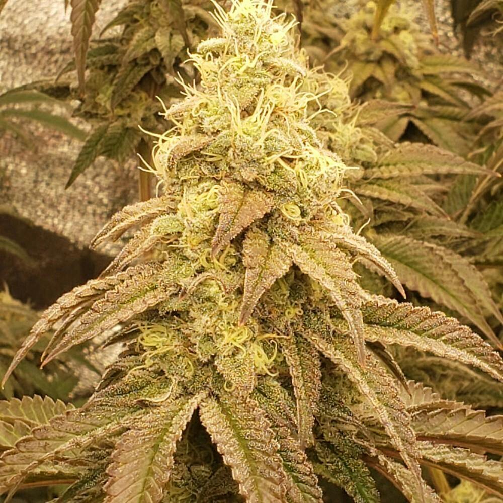 Socrates Sour shake