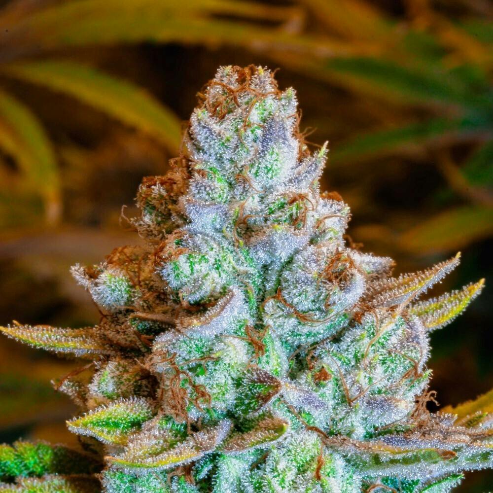 517 Premier Cannabis Malibu Candiez Jar