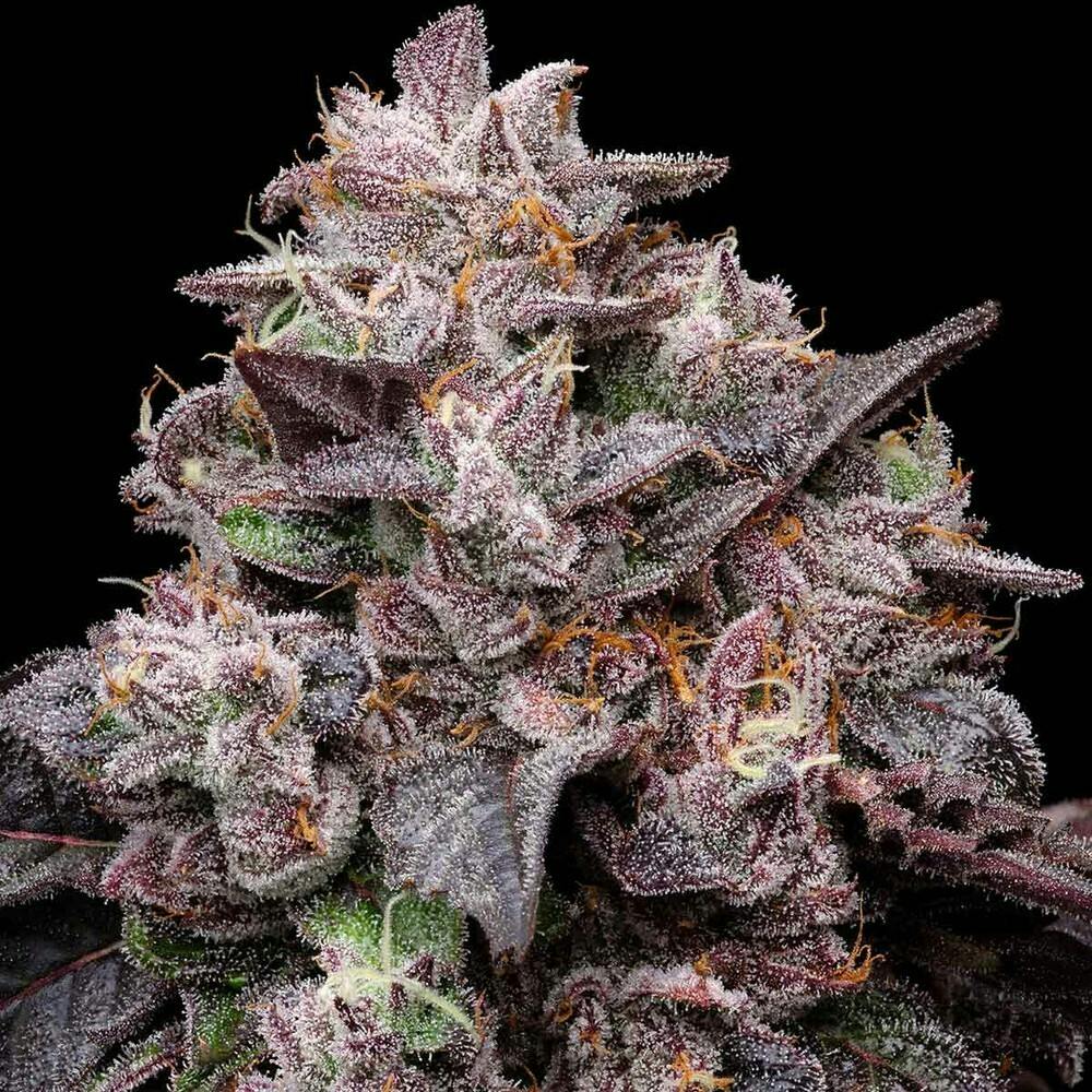 Sherb Cream Pie 28 G