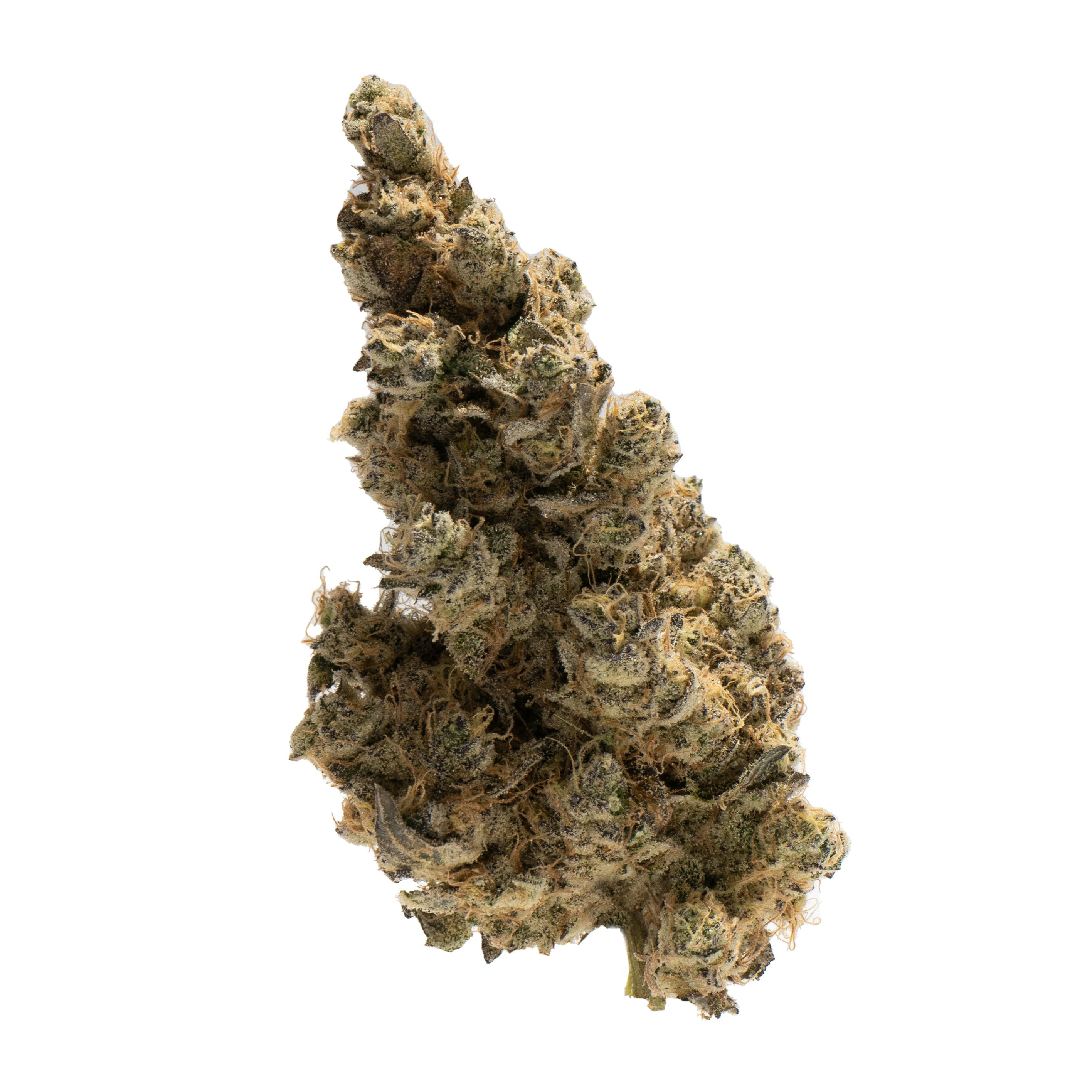 Jasper GovernMint Oasis (H) Flower