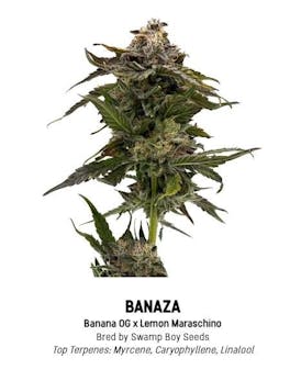 F5 Bananza Tier 1 Flower - Sativa 3.5g