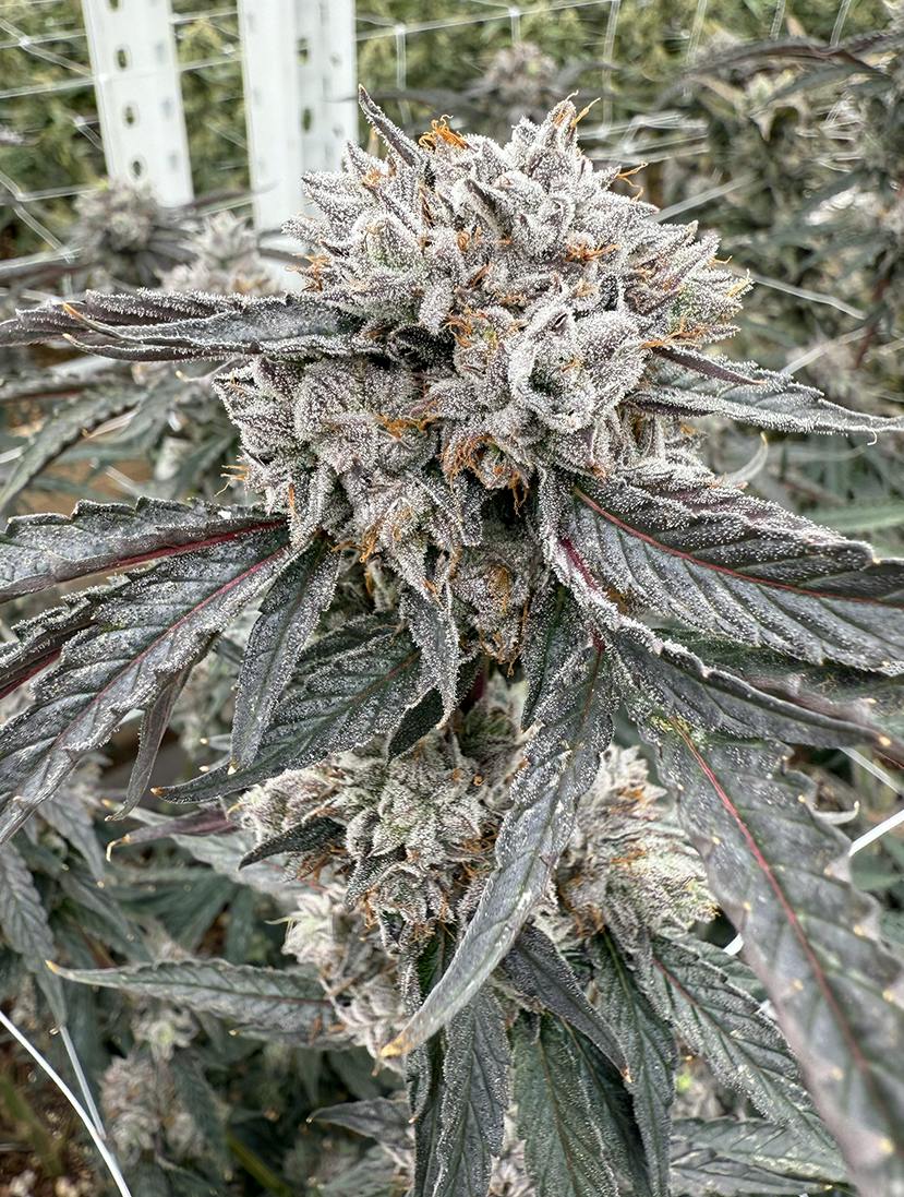 Victory Rainbow Gelato Flower 3.5g
