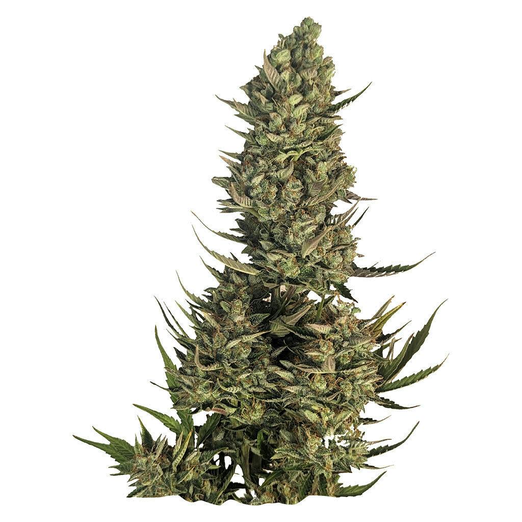 BLUE DREAM SEEDS - 5
