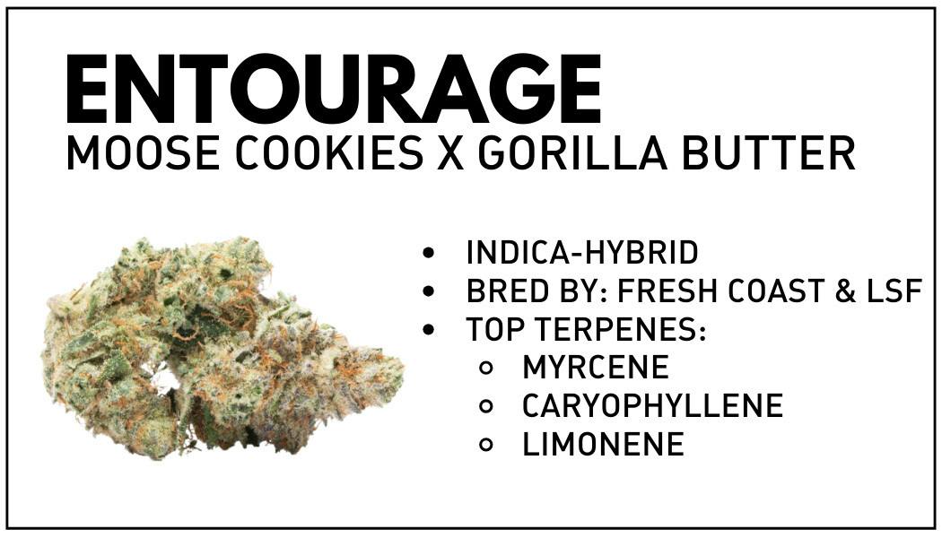 Light Sky Farms | Entourage | Hybrid | Bulk Flower | Gold