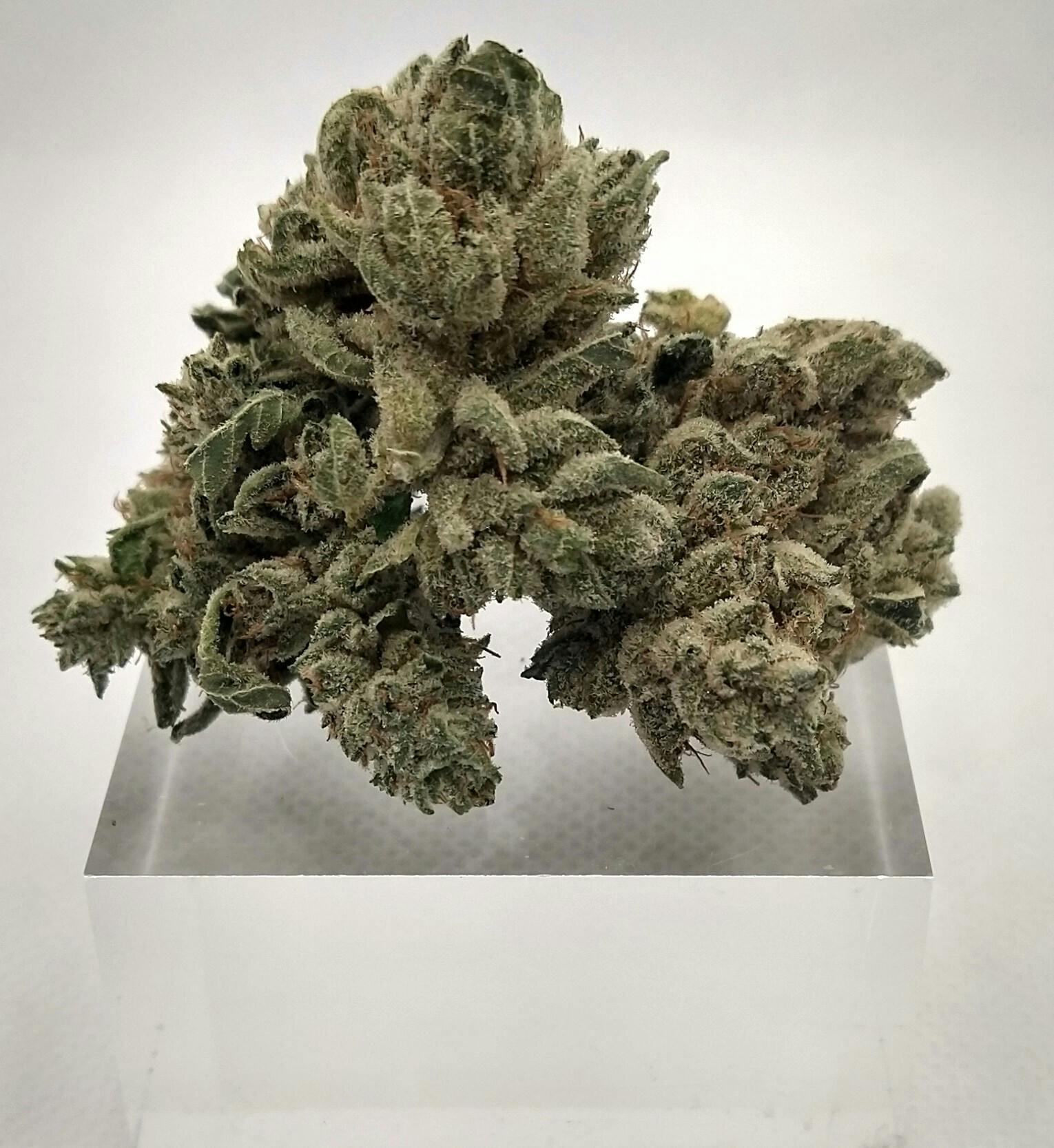 Harbor Farmz | GG#4 | Hybrid | Bulk Flower | Platinum