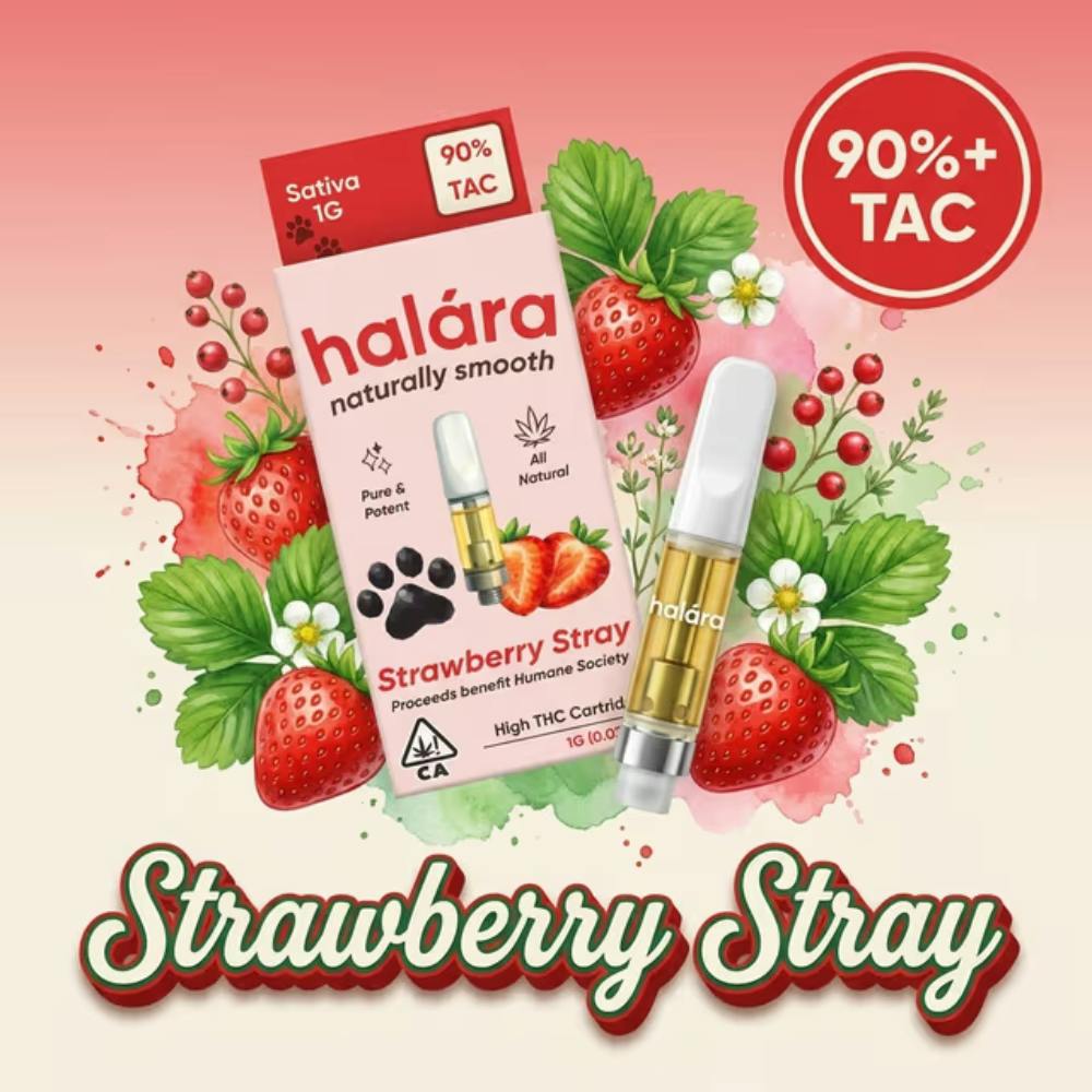 Strawberry Stray: Halara - High