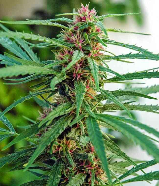 Panama Red - $30 3.5g Bag