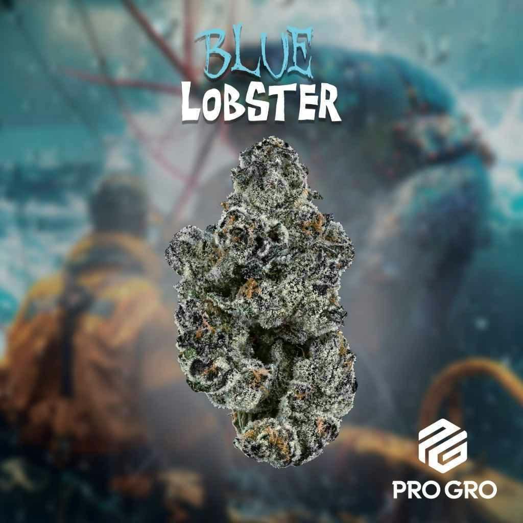 Pro Gro Blue Lobster