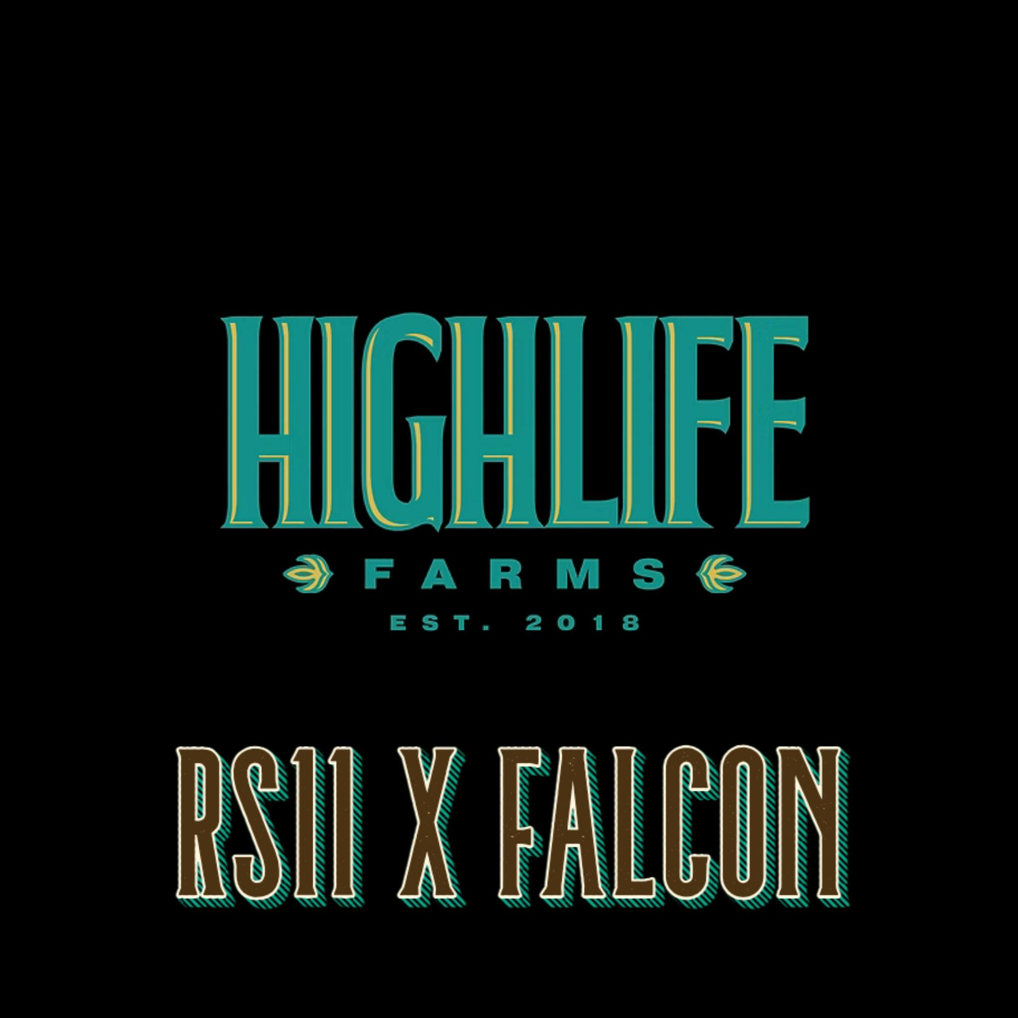 High Life Farms RS11 x Falcon