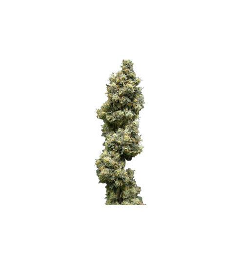 Black Maple-(H)-Prepack-3.5g-14ER