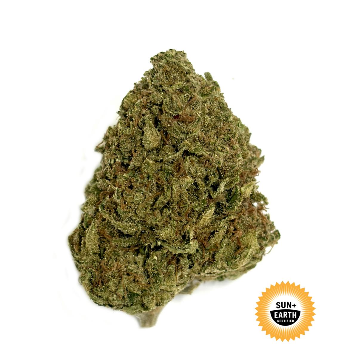 GELPAYA: GELPAYA DREAM EIGHTH - 3.5 g