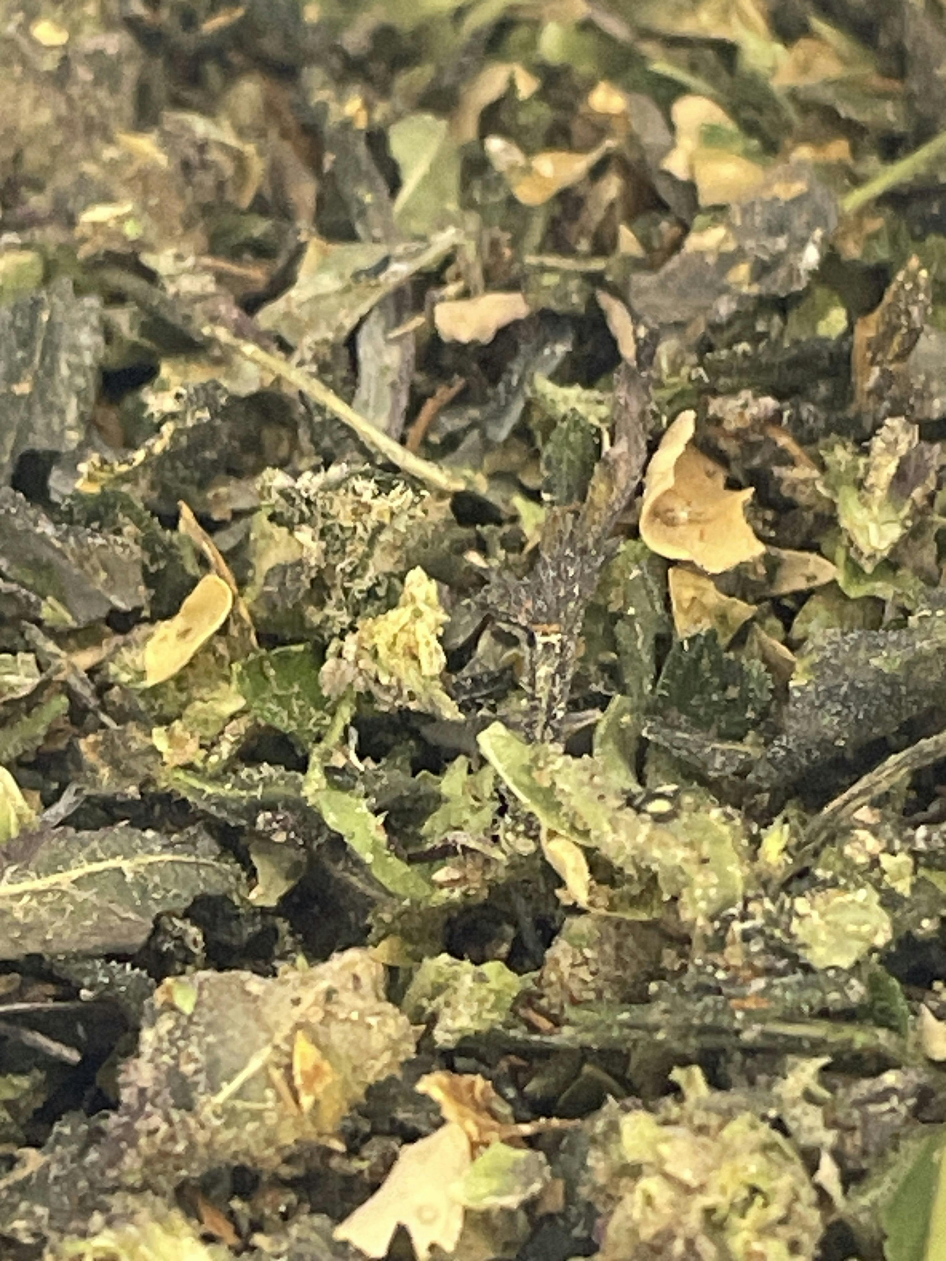 Unloc Gardens | Sour Candies Pre-Packed Shake OZ