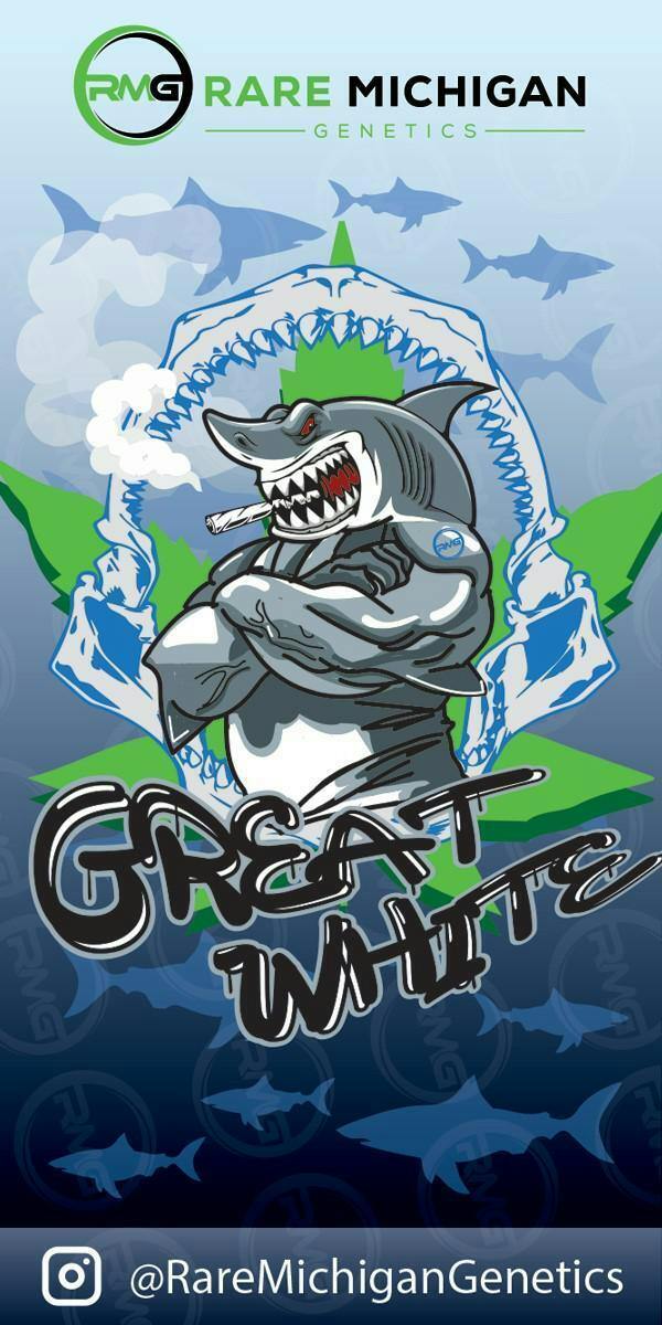 Rare MI Genetics | Great White | Pre-Roll