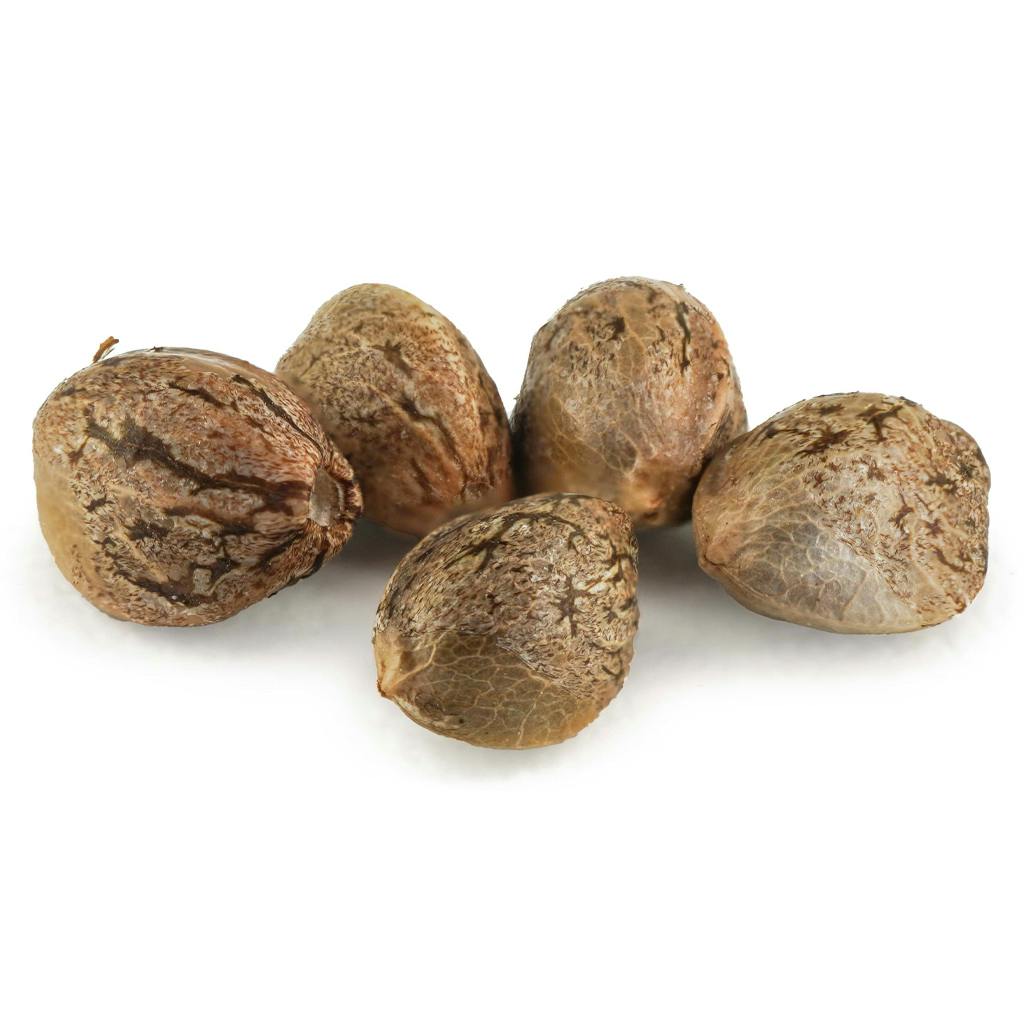 Dutch Passion - Critical Orange Punch Seeds (Feminized) - Hybrid - 5 Pack