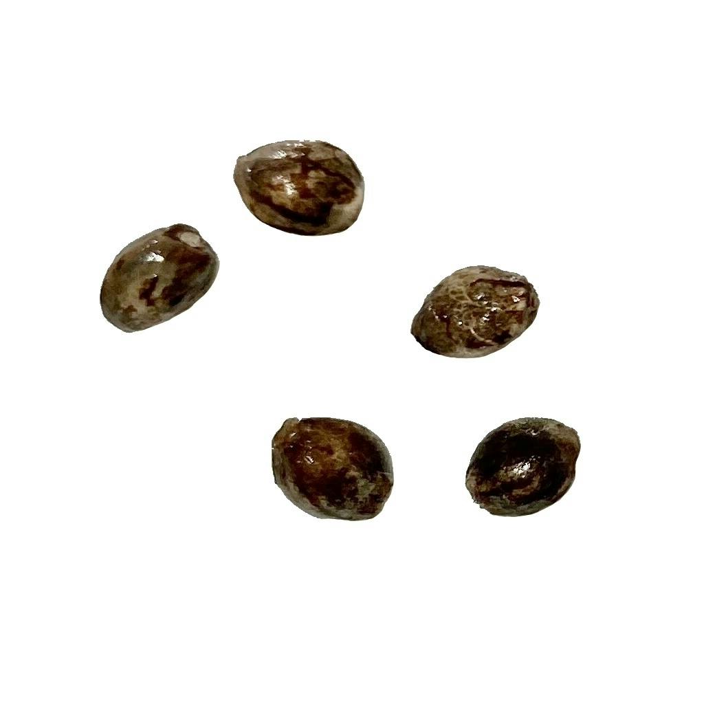 Autoflower Breeder's Club - Ice Cream Cake CBD:THC 1:1 Seeds (Autoflower) - 5 Pack