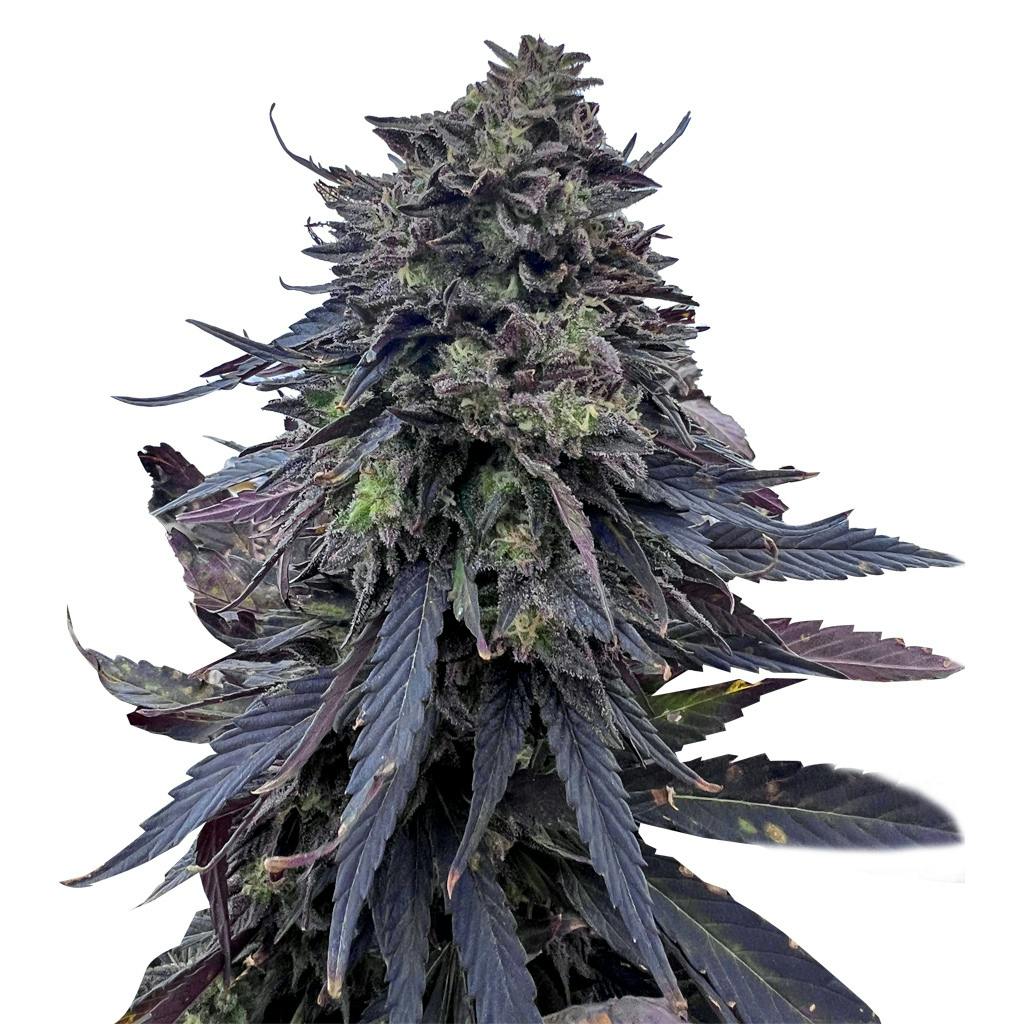 Emerald Mountain Legacy - Royal Kush BX6 F3 - Indica - 8 Pack