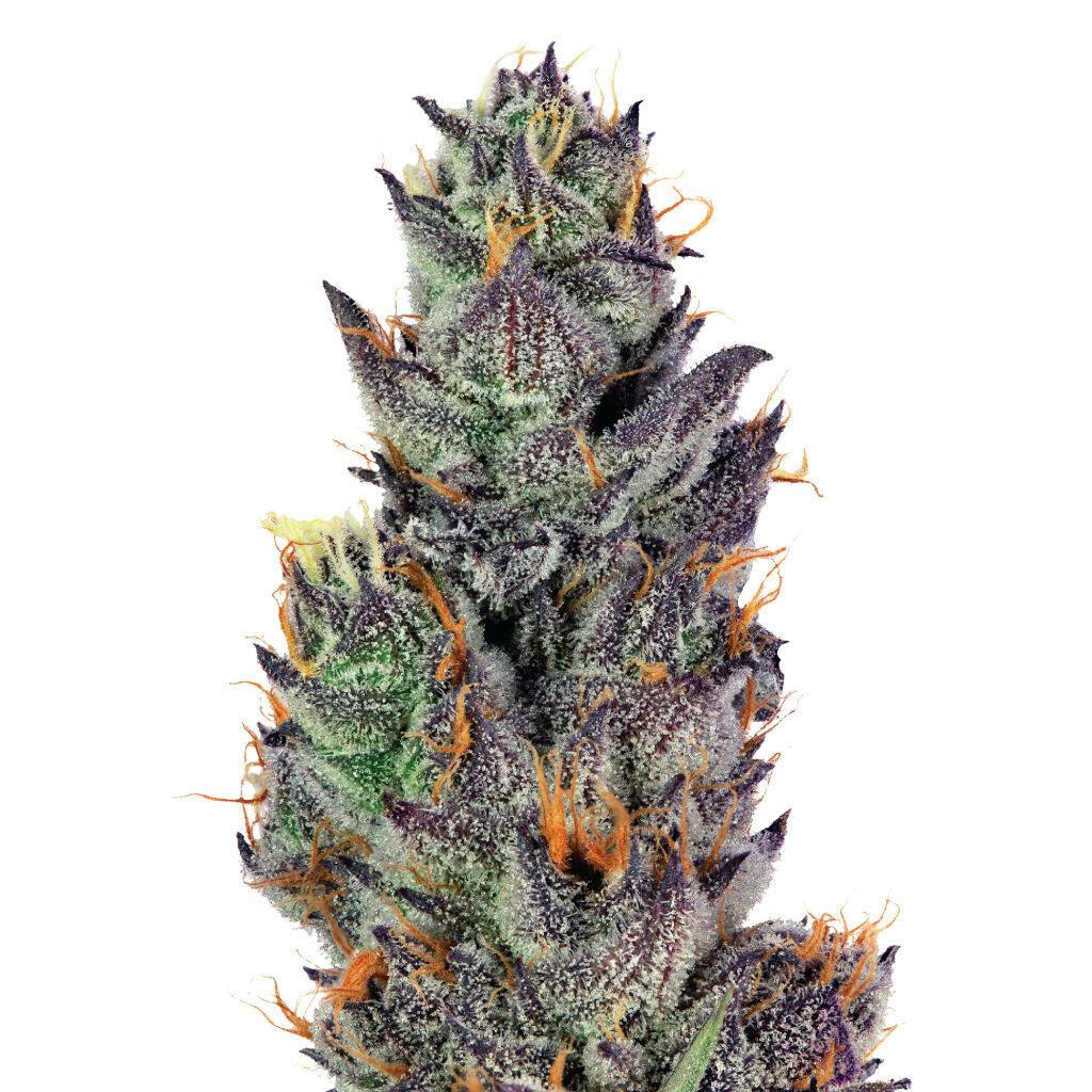 Ghost Drops - King Sherb GD#3 - Hybrid - 3.5g