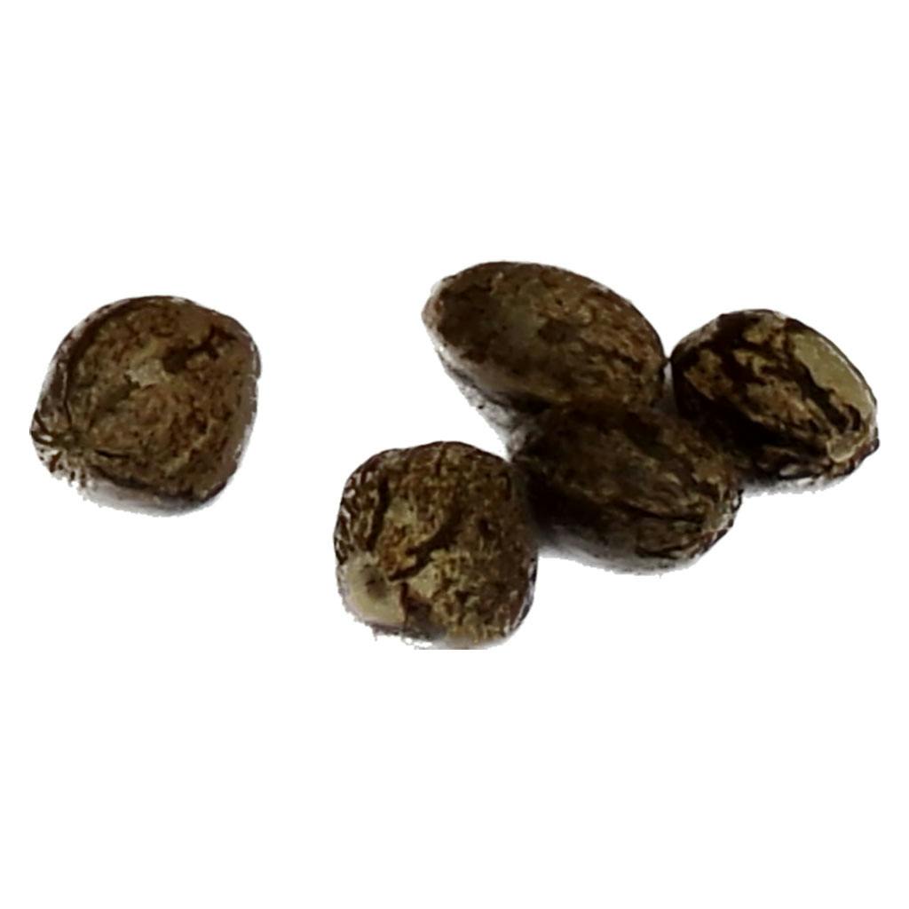 AUTO FLOWER BREEDER'S CLUB - Super Mango Kush THC AUTO - Hybrid - 5 Pack