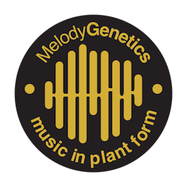 Melody Genetics-Small Bud-Peyote Cookies (I)