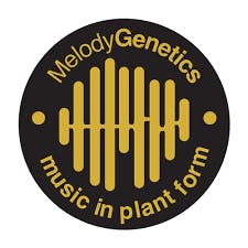 Melody Genetics-Small Bud-Sticky Icky Vicky (I)