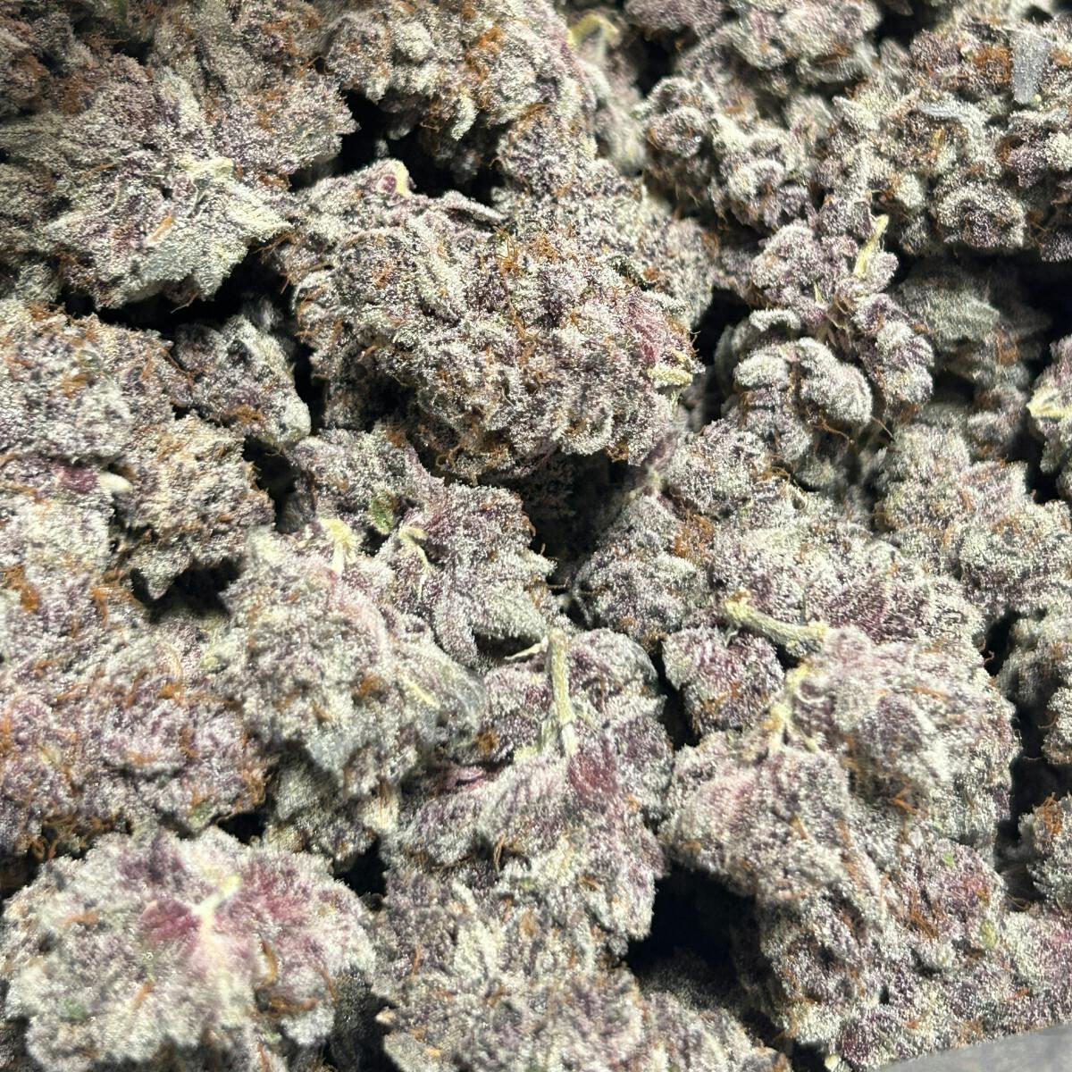 tachibana | Big Buds | 3.5g