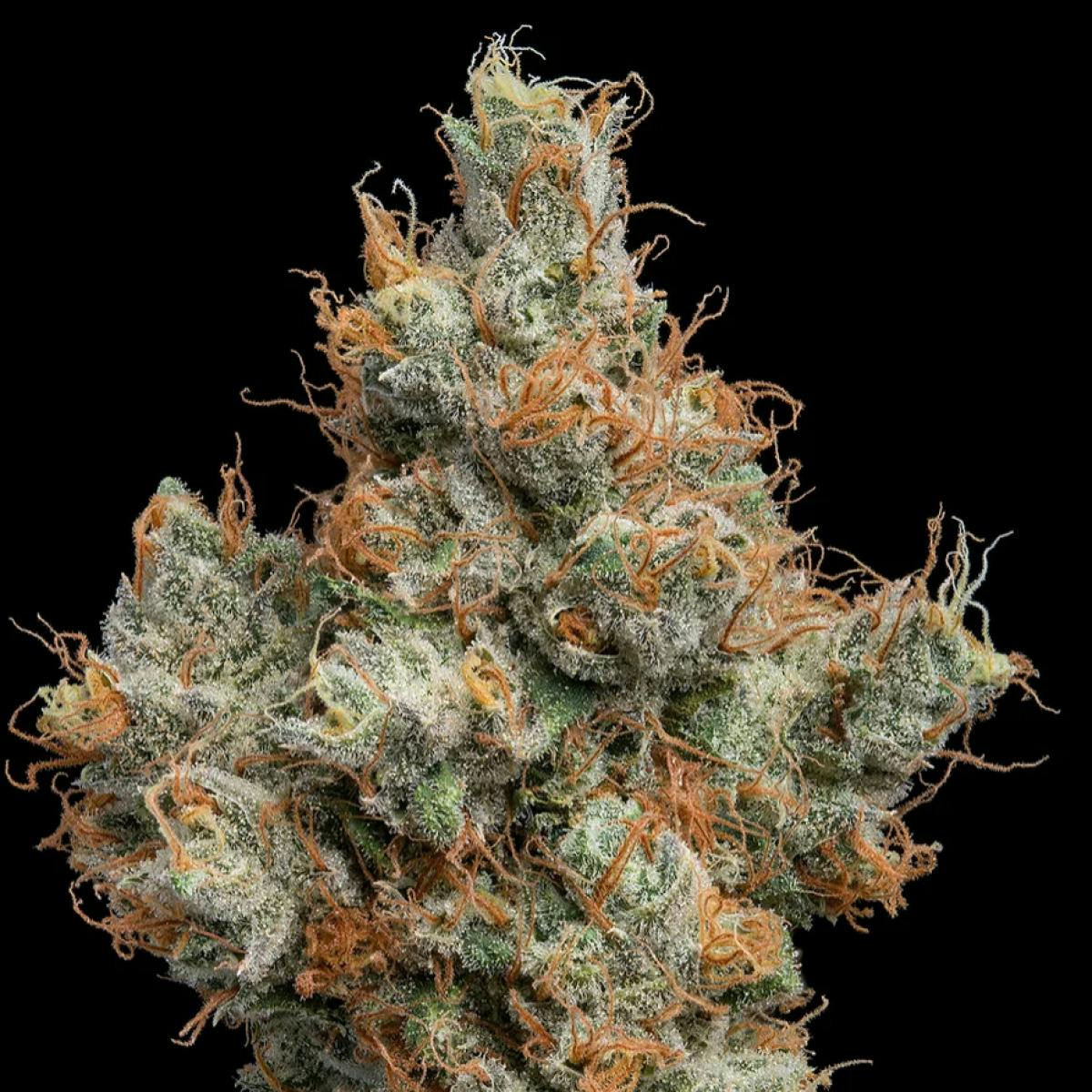chillato | Big Buds | 3.5g