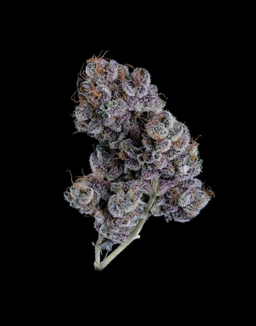 Blue Zushi | Big Buds | 3.5g