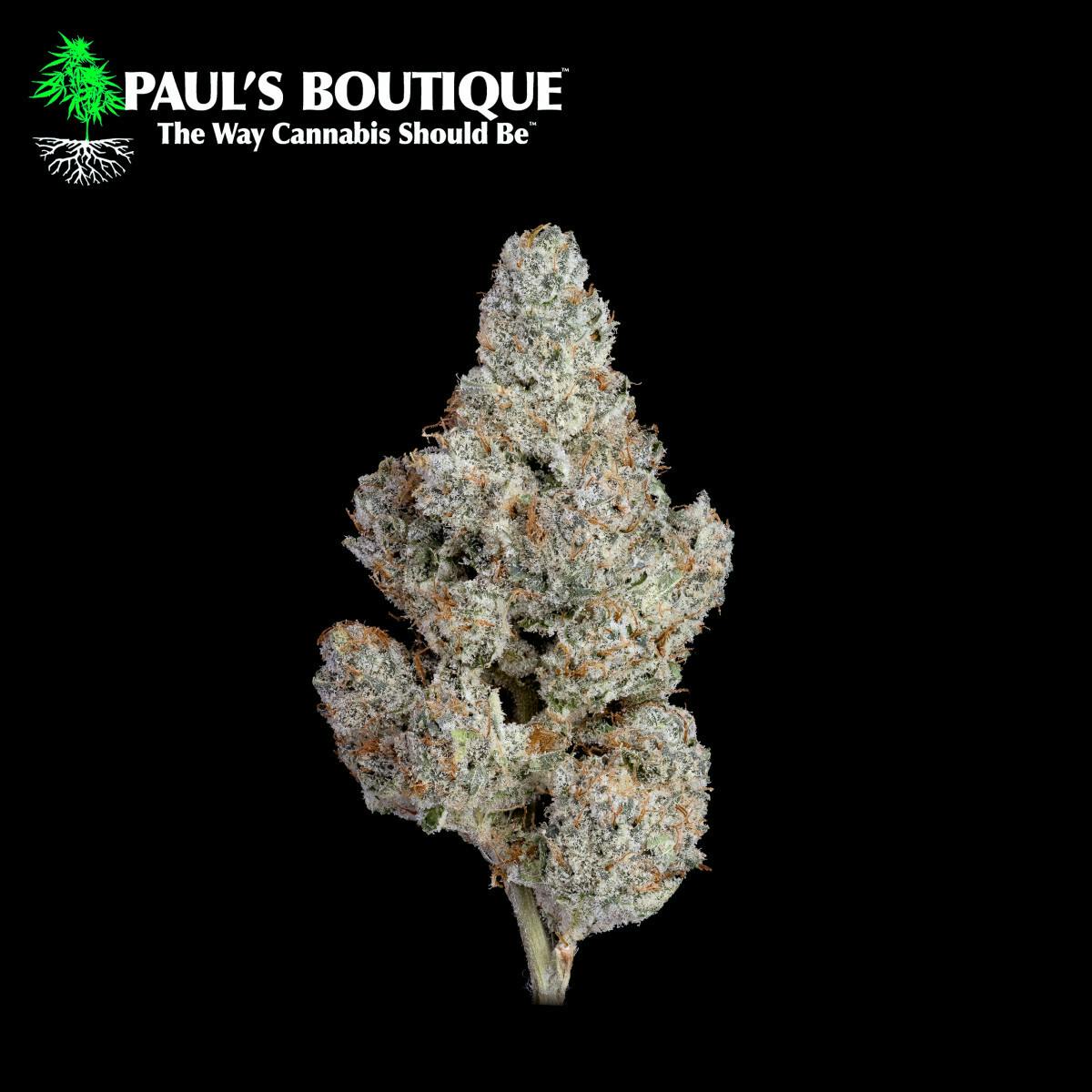 Paul's Boutique - Kandy Rain 3.5G
