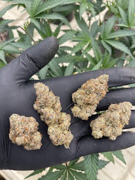 BUD - BLACK CHERRY BOMB (BCB)