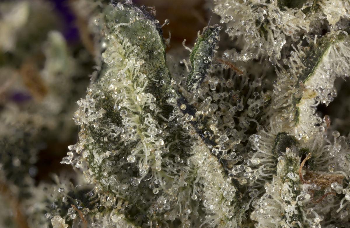 Dank Dough by Cherry Econo Bulk