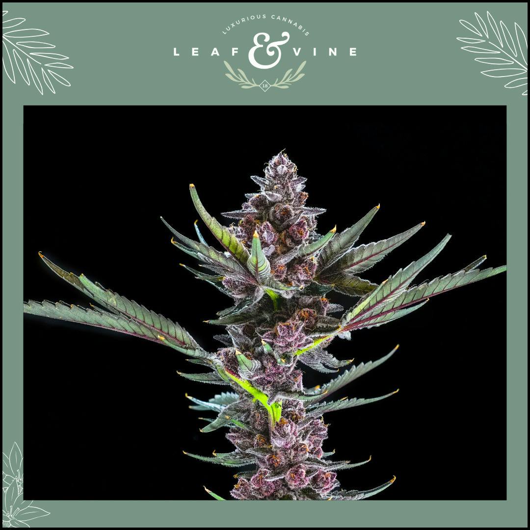 Leaf & Vine Tropicana Cookies 3.5g Prepack