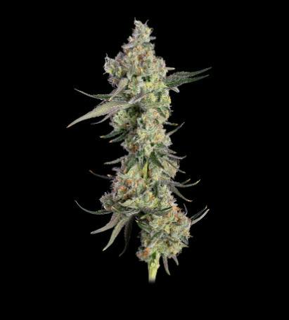 BUDS - Lemon Smuggler (H)
