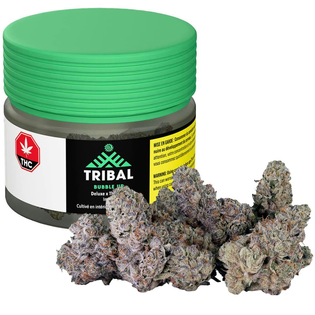 Bubble Up | 14g | Tribal