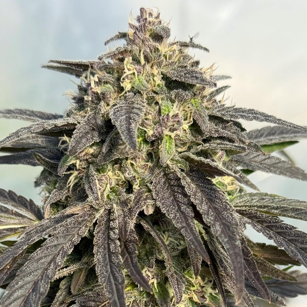 Elvis at True 802 Cannabis