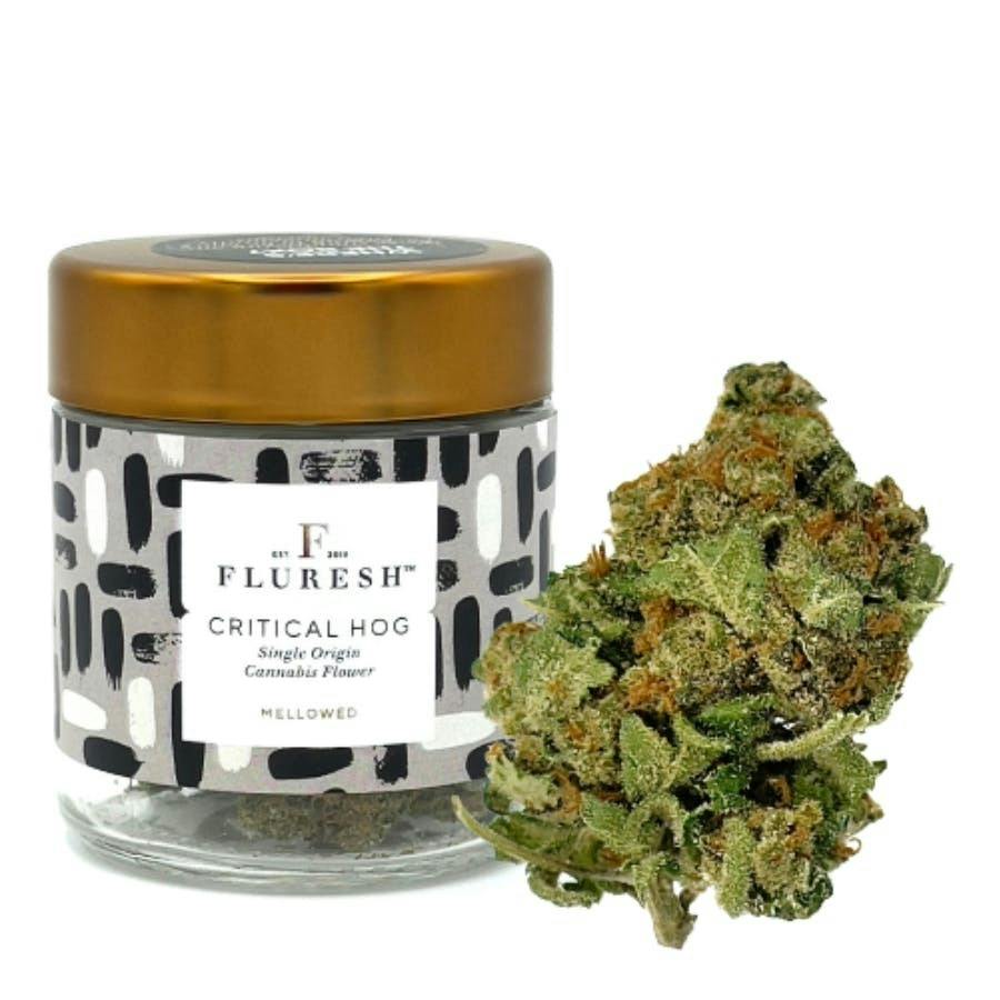 Critical Hog Pre-Packed Jar - REC | Fluresh