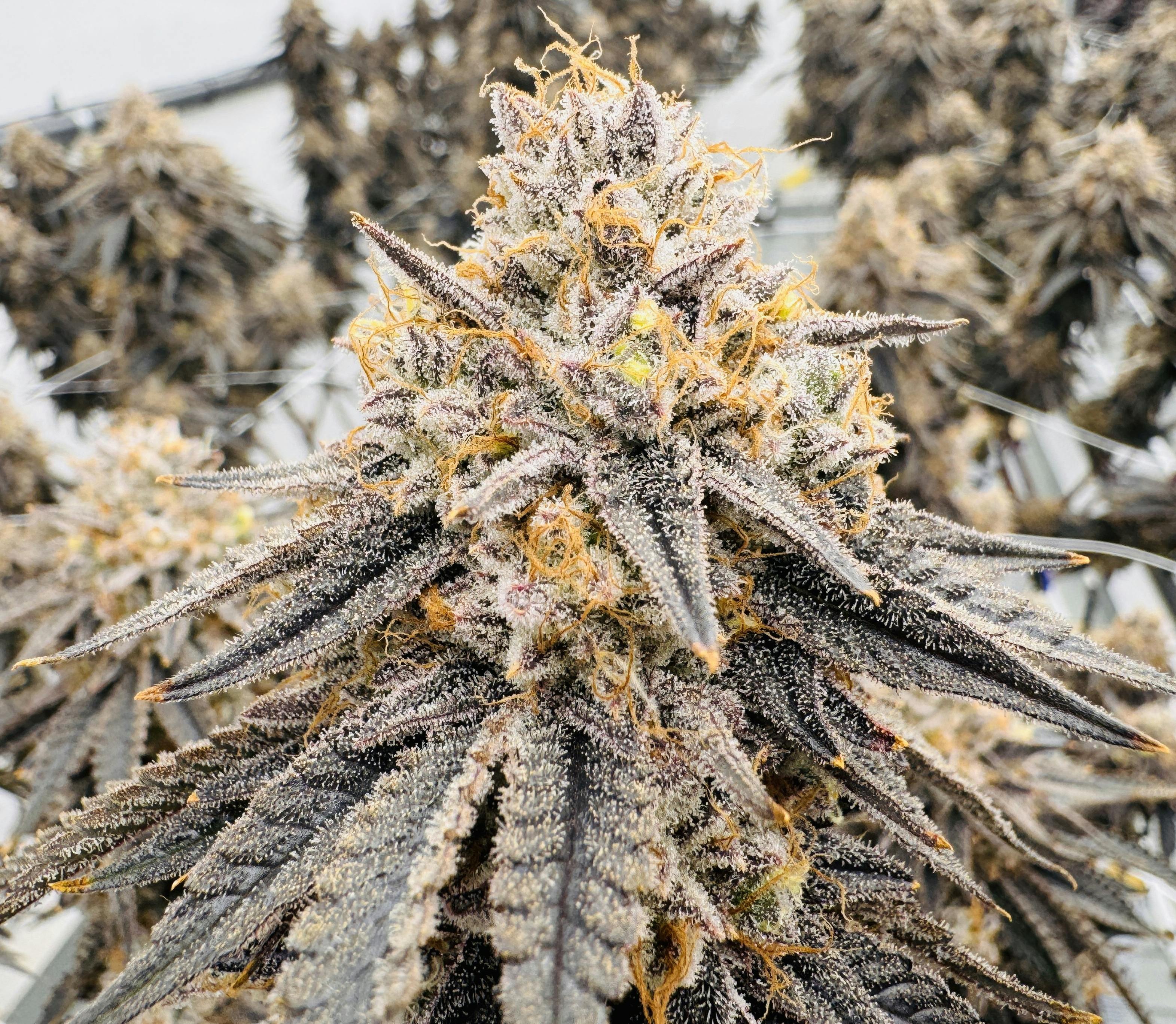 Zlurpee | 3.5g | OddFellow Wellness