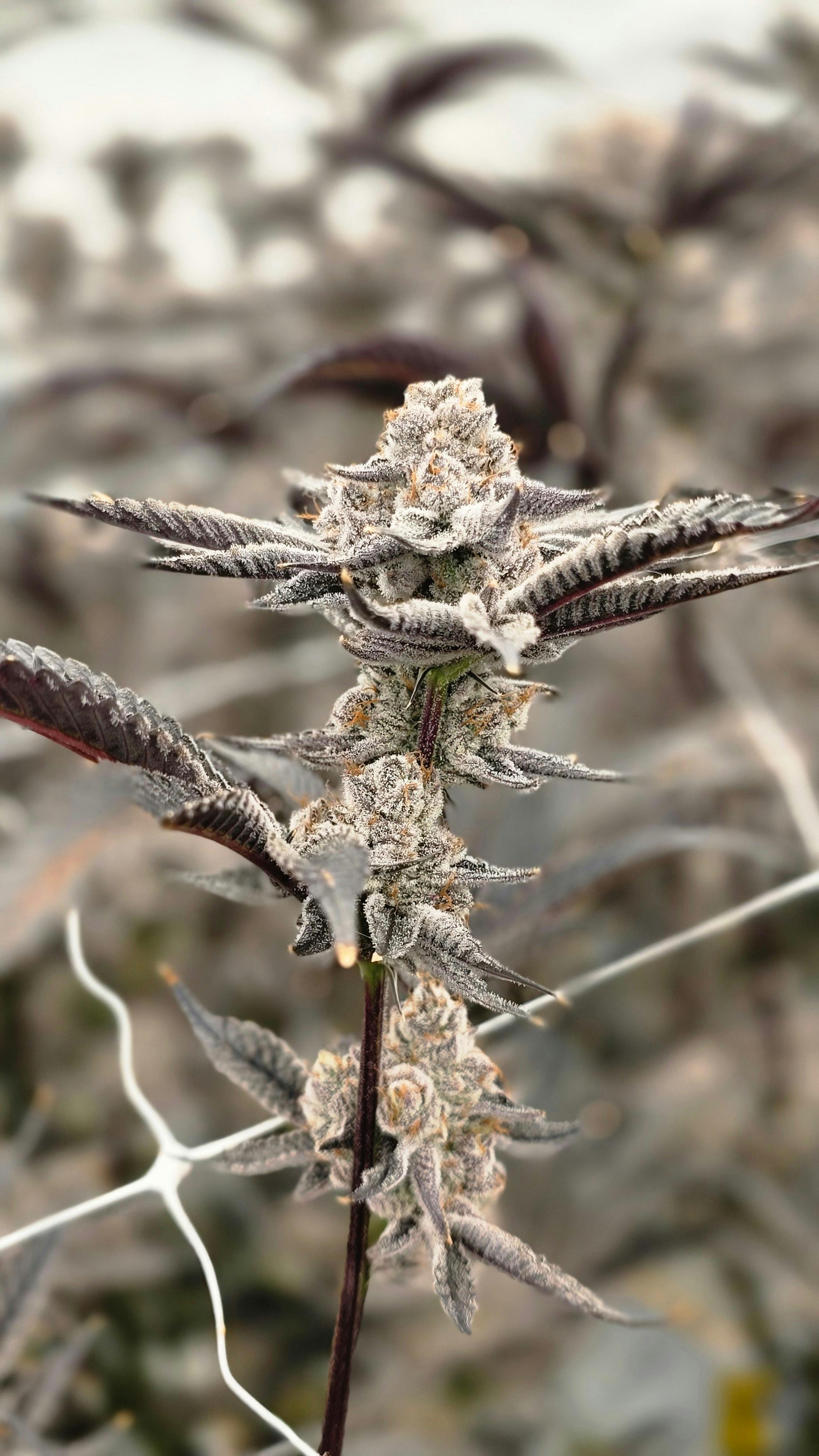 Purple Jealousy | 3.5g | Oddfellow Wellness