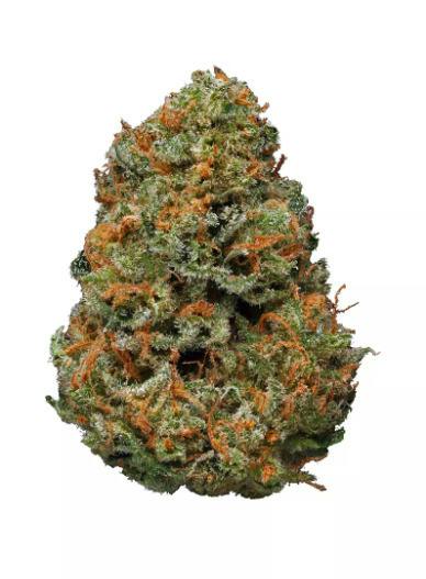 Deli Style Diamond Tier - Papaya X #1