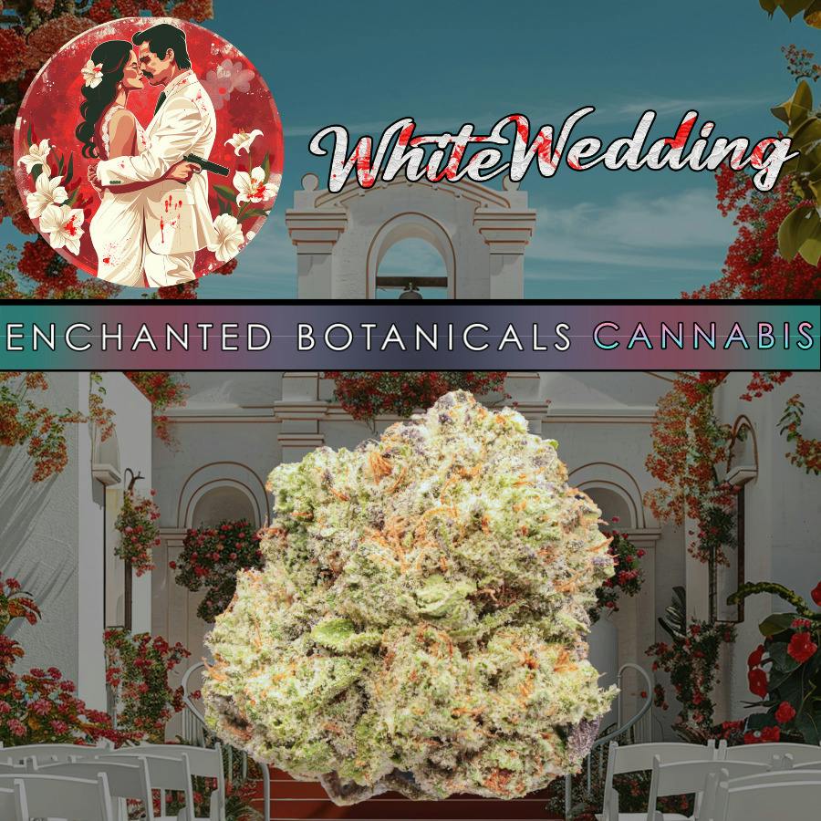 Flower White Wedding (H) Live Weigh