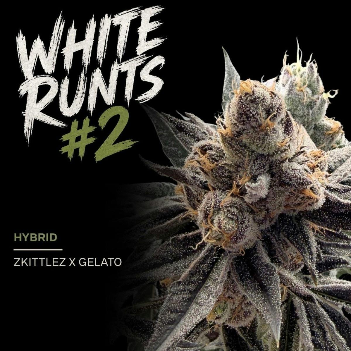 Garden State Exotix | White Runtz #2
