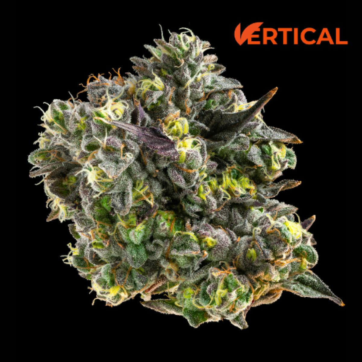 Vertical: Gush Mints