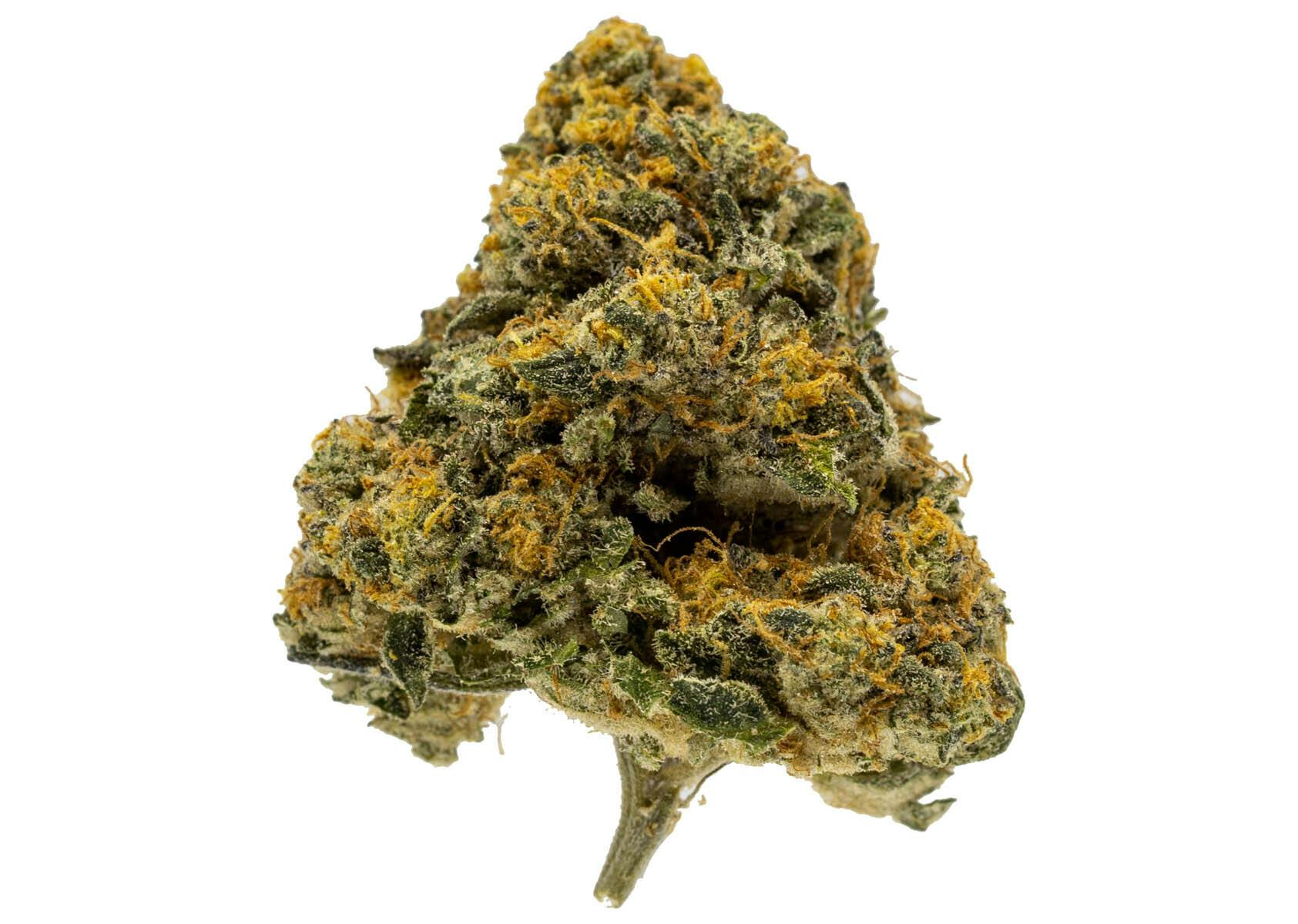 Black Maple #22 | Bulk Flower