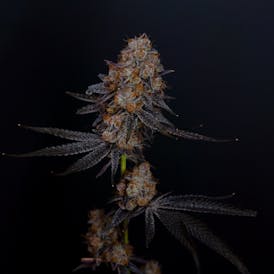 Cupcake's Cannabis - Trop Tarts