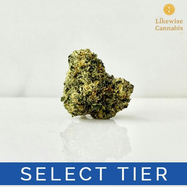 BLACK CHERRY GELATO 3.5G - FUNK'S GAS STATION