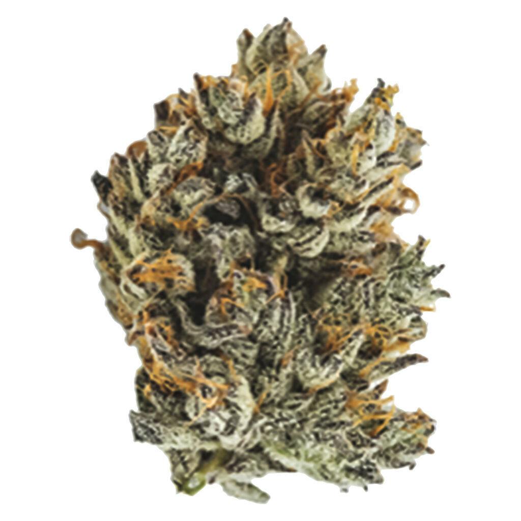 Thumbs Up - OGKB x Lost Sailor x Platinum Kush - 14g