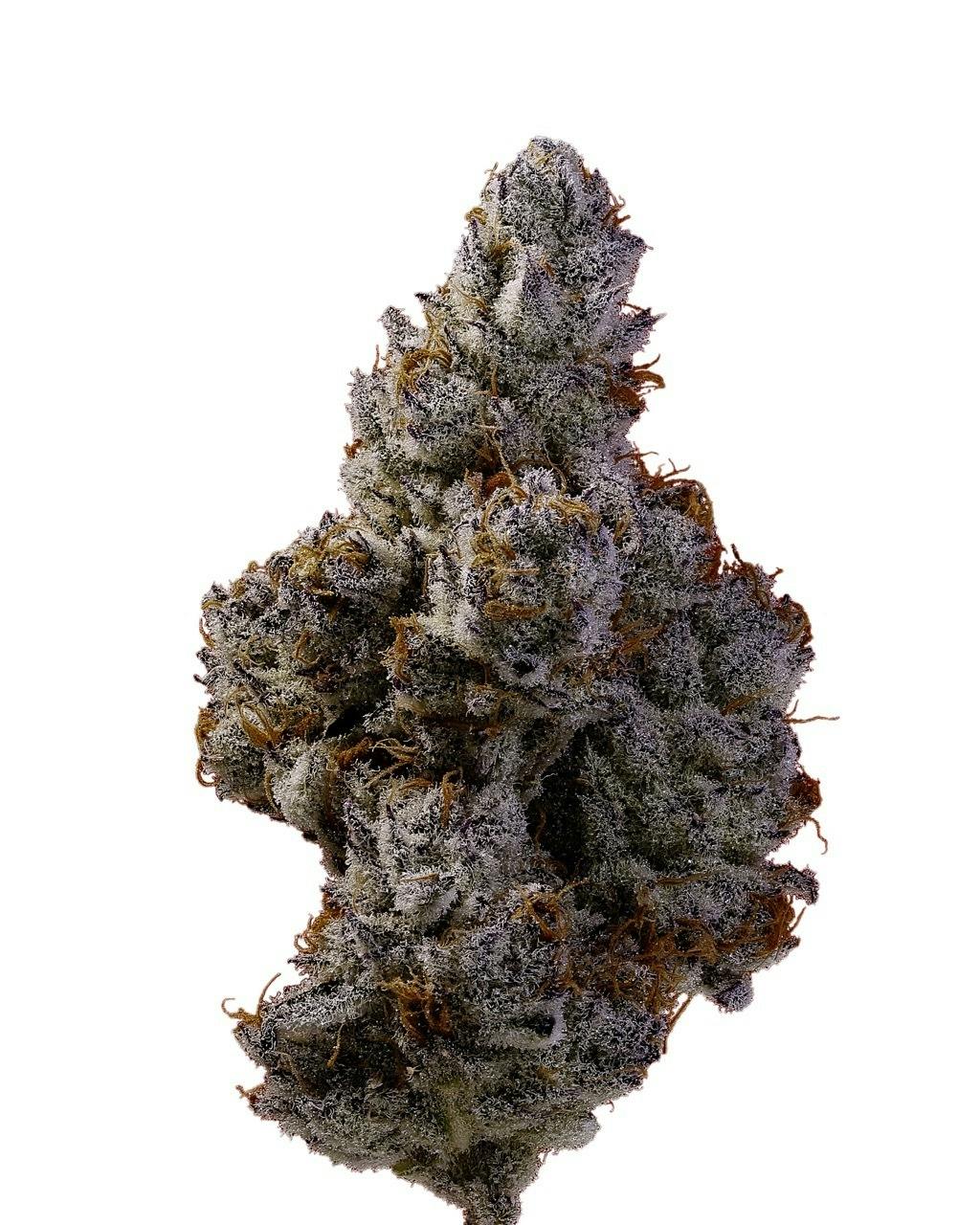 White Devil | Flower